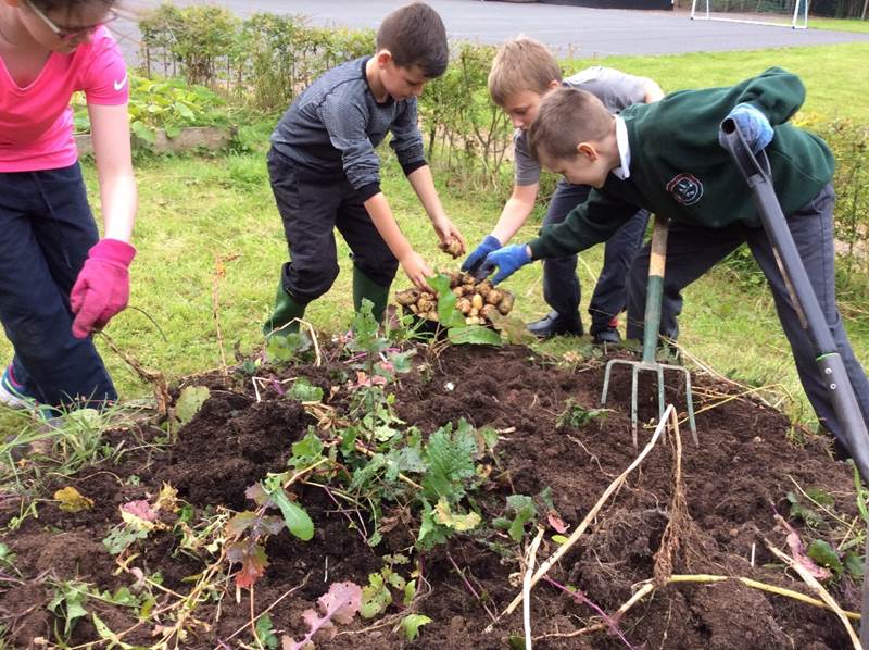 Harvesting in the School Vegetable Garden